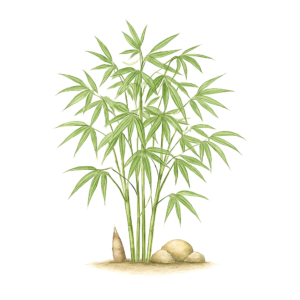 Bambus Fargesia – KI-Sortimentsillustration